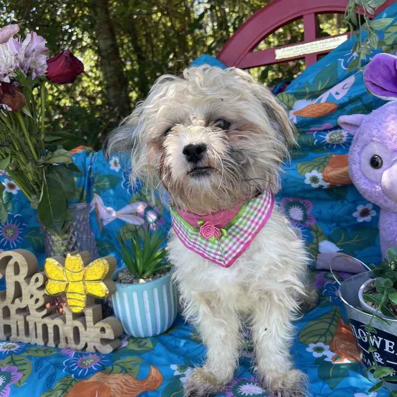 A baby small-sized female Shih Tzu dog named Princess for adoption in Sebring, FL