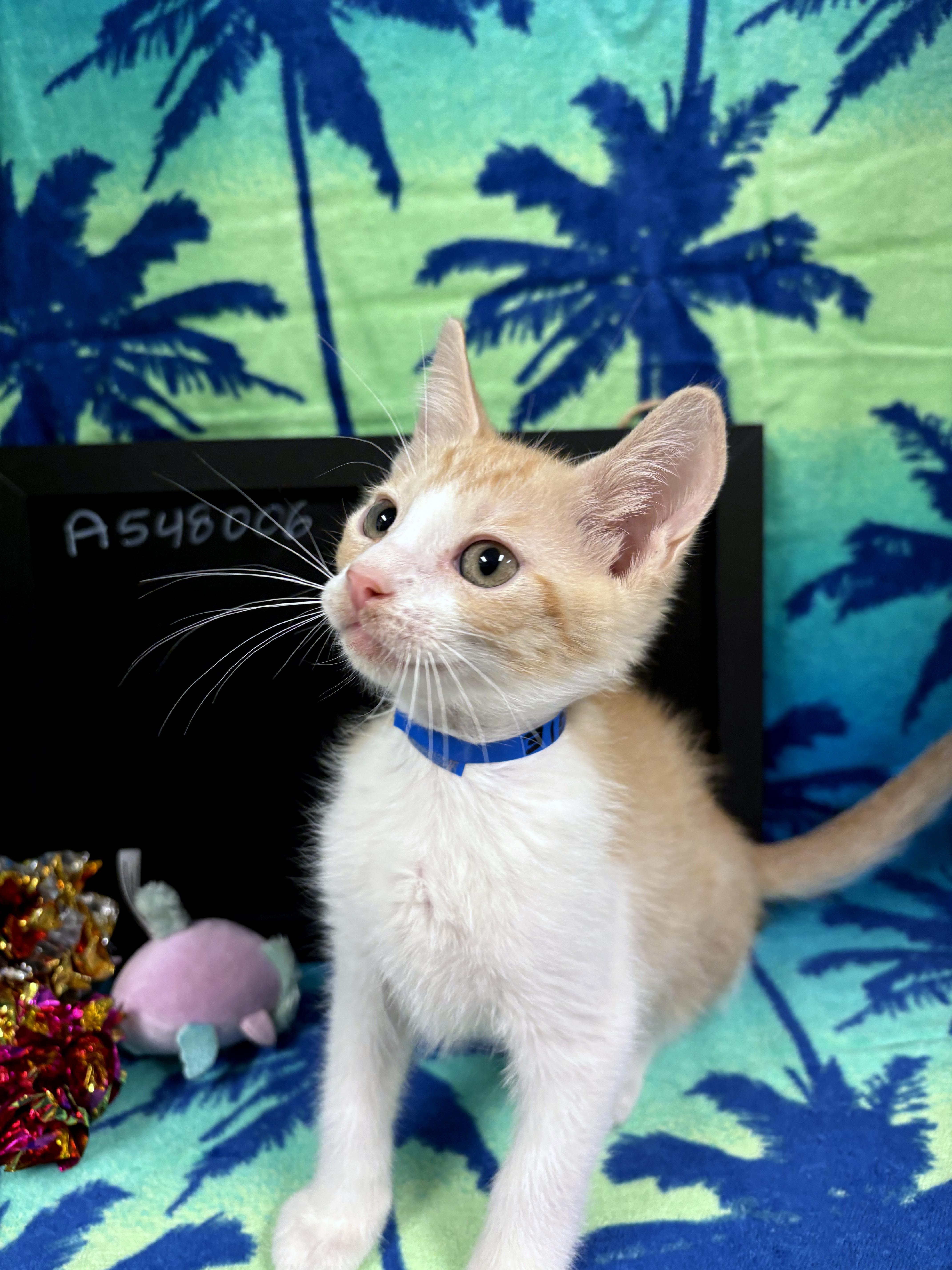 A baby medium-sized male Orange & White Domestic Short Hair cat named Dougie for adoption in Lake Monroe, FL
