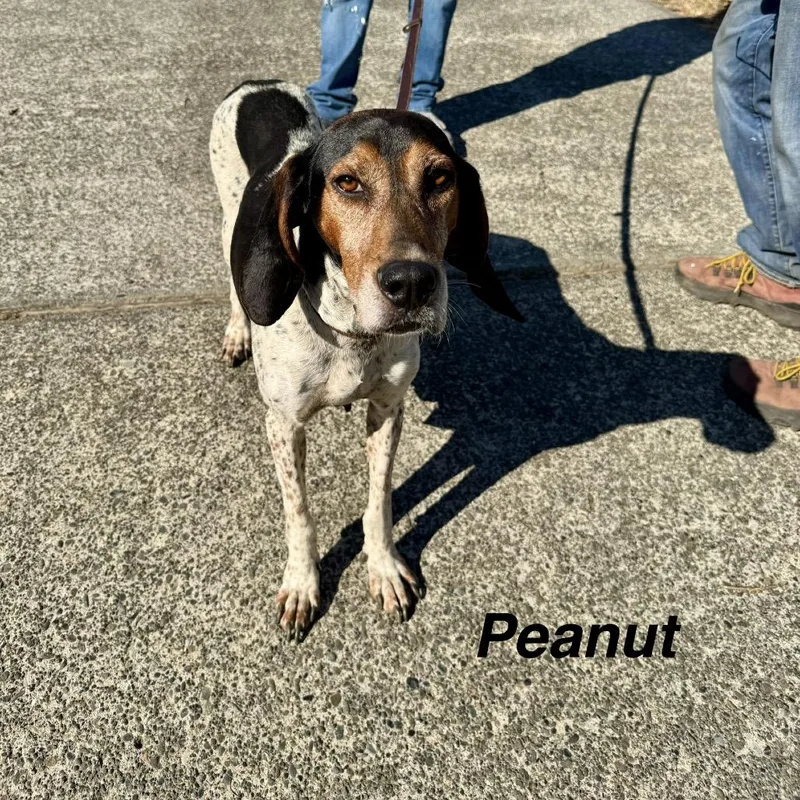 Peanut