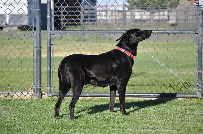 An adult large-sized female Black Labrador Retriever dog named Millie for adoption in Union Gap, WA