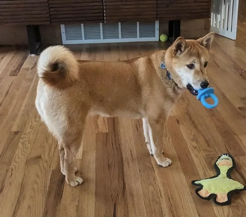 A young medium-sized female Shiba Inu dog named Athena for adoption in Urbandale, IA