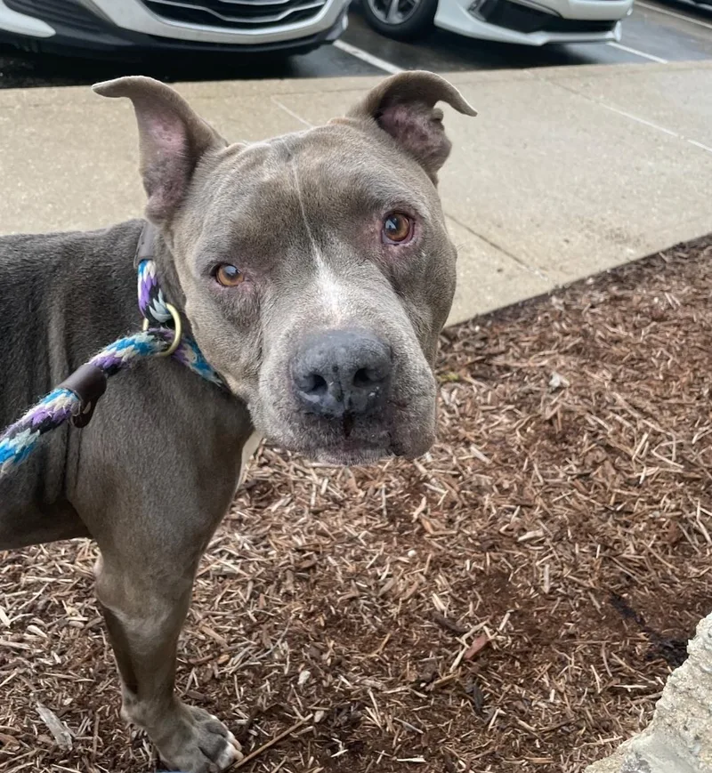 A senior large-sized male Pit Bull Terrier dog named Picasso for adoption in merrillville, IN