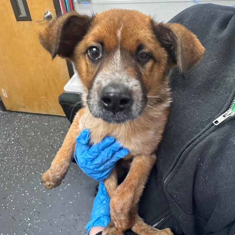 A baby small-sized male Brown / Chocolate Mixed Breed dog named Maverick for adoption in Columbiana, AL