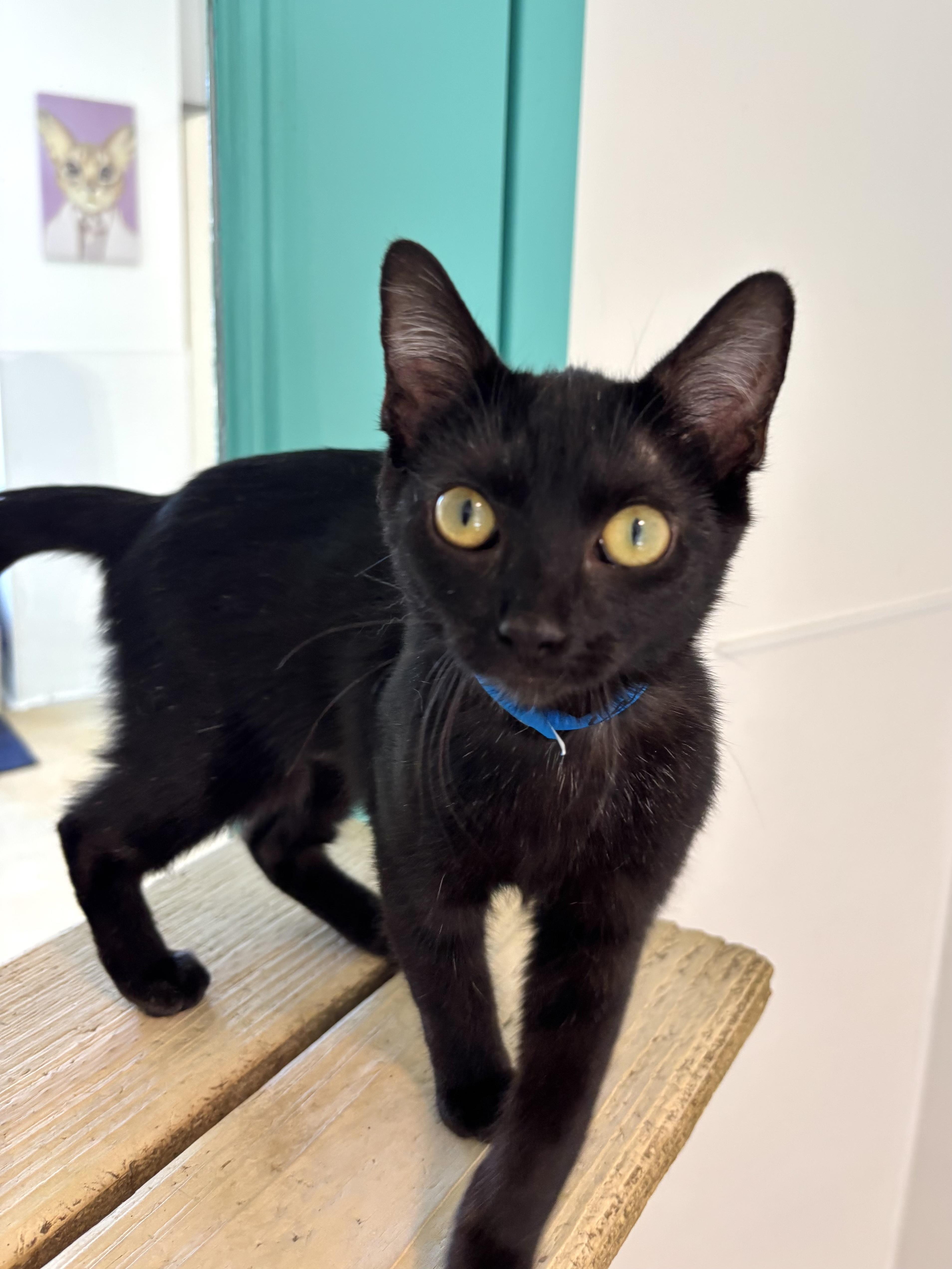 A baby medium-sized female Black Domestic Short Hair cat named Lash Legend for adoption in Chicago, IL