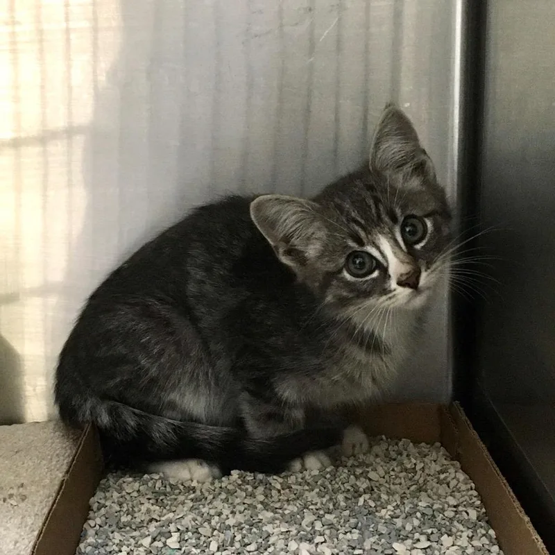 A baby small-sized male Domestic Short Hair cat named Wasatch for adoption in Heber City, UT