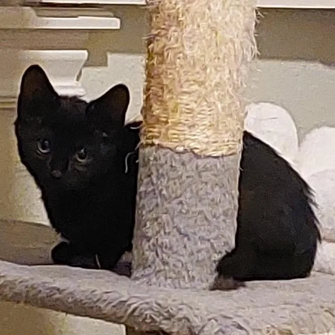 A baby small-sized female Black Domestic Short Hair cat named Snickers for adoption in Nampa, ID