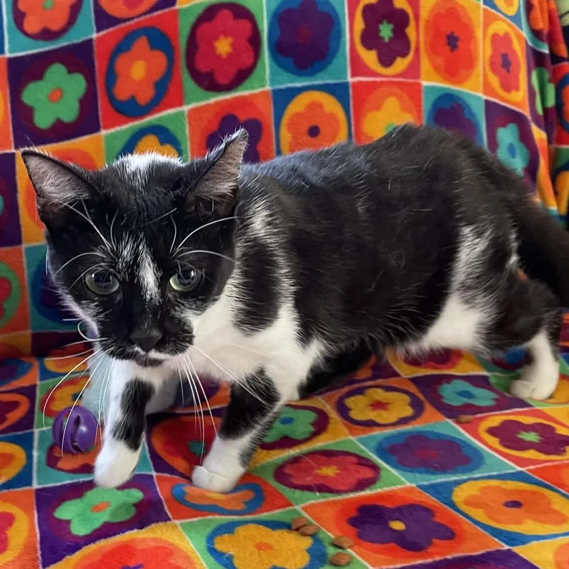 Buttercup thumbnail 2