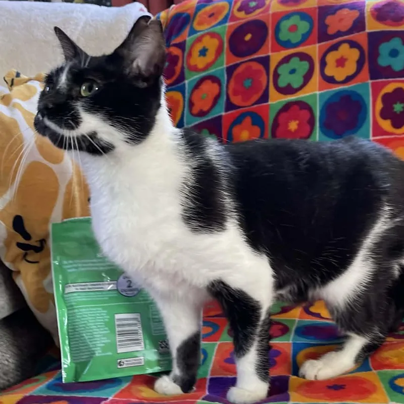 Buttercup thumbnail 3