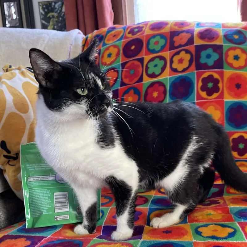 Buttercup thumbnail 4