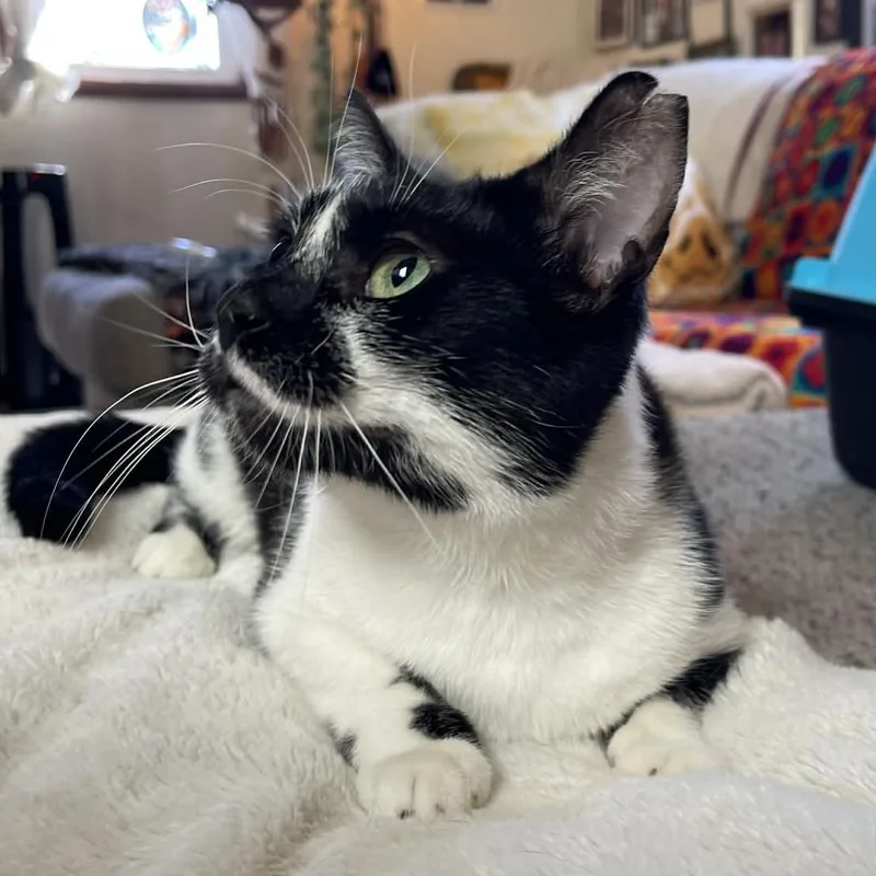 Buttercup thumbnail 5