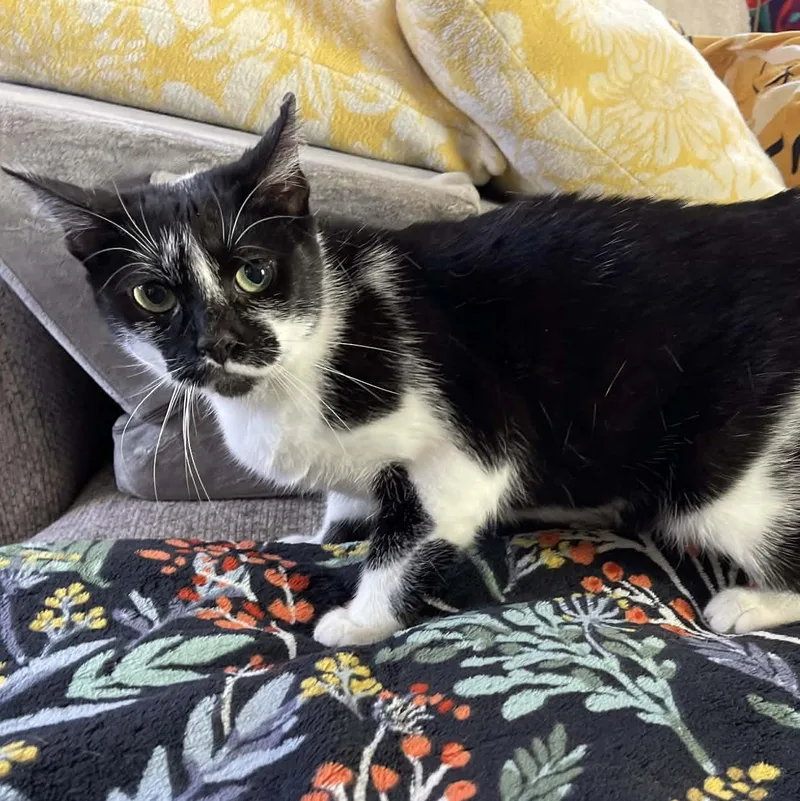 An adult medium-sized female Black & White / Tuxedo Domestic Short Hair cat named Buttercup for adoption in Scranton, PA