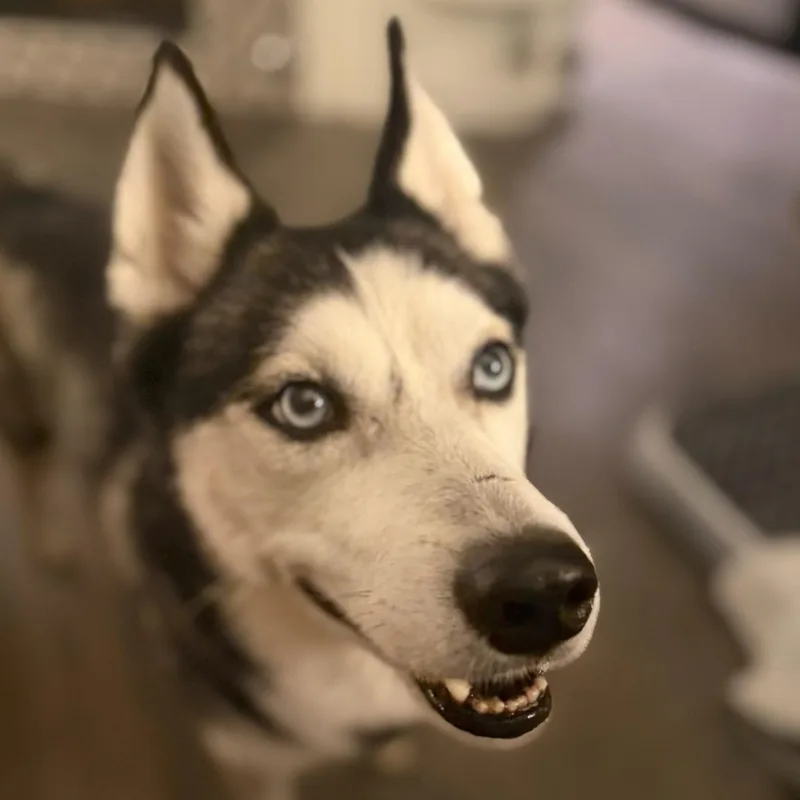 A young medium-sized male White / Cream Siberian Husky dog named Benji for adoption in Sierra Madre, CA