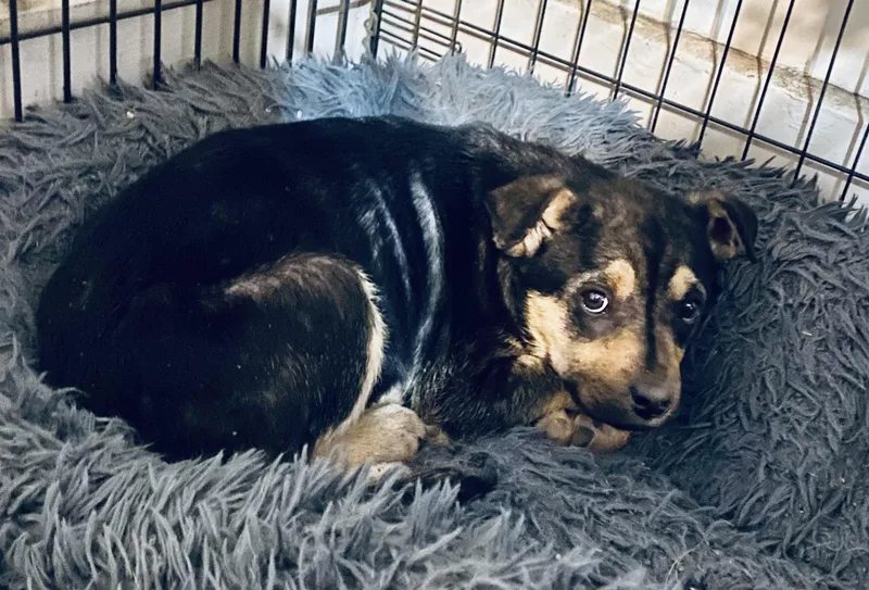 A baby medium-sized female Australian Cattle Dog / Blue Heeler dog named True for adoption in Hardin, MT