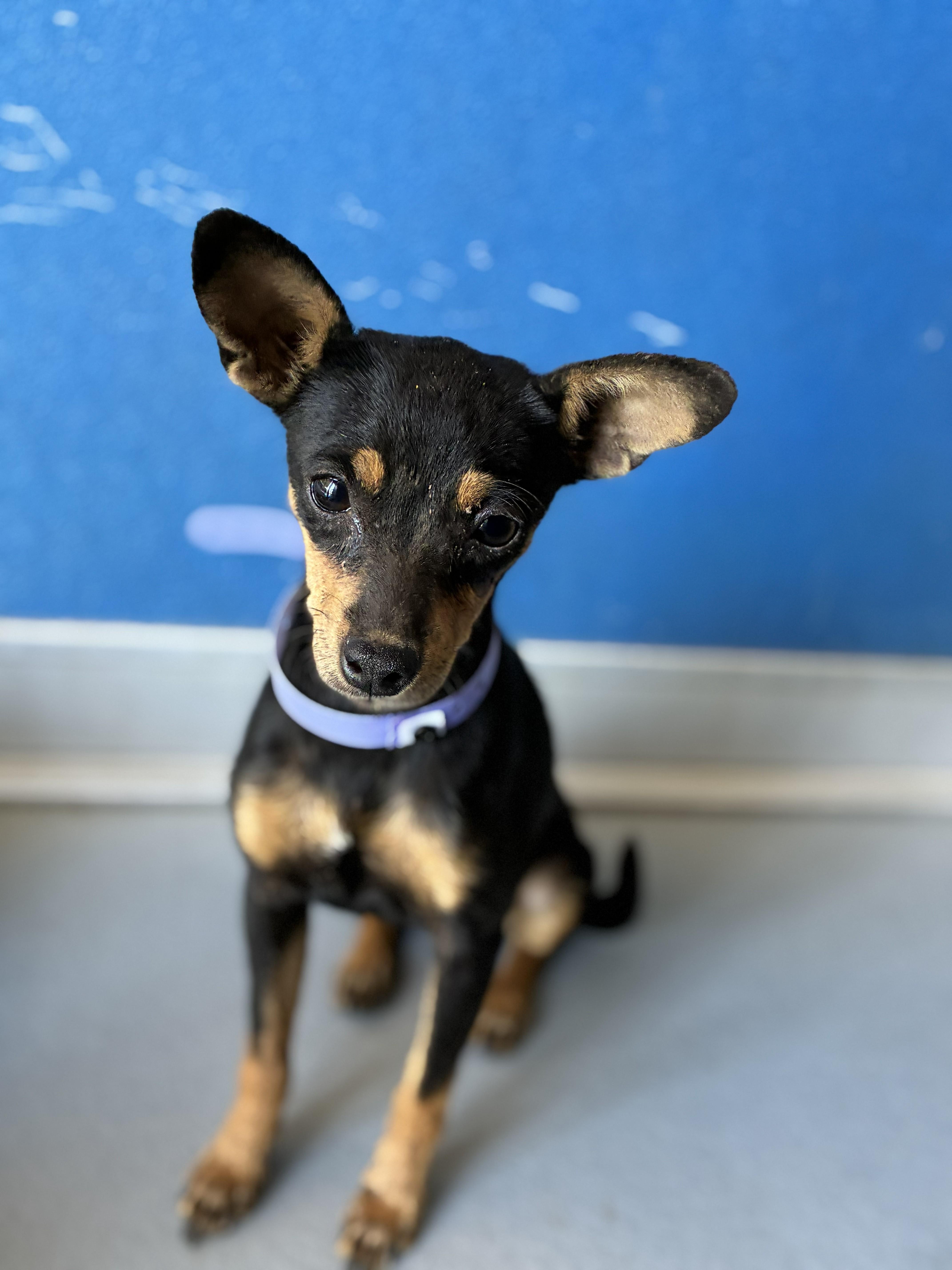 A young small-sized female Bicolor Miniature Pinscher dog named Pixie for adoption in Sacramento, CA