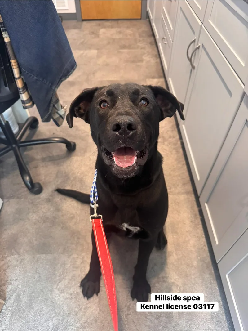 A young medium-sized male Black Labrador Retriever dog named Mackerel for adoption in Pottsville, PA
