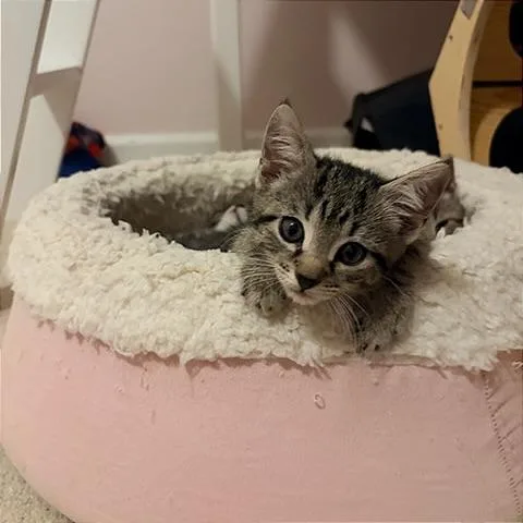 A baby small-sized male Domestic Short Hair cat named Foxy for adoption in Cumming, GA