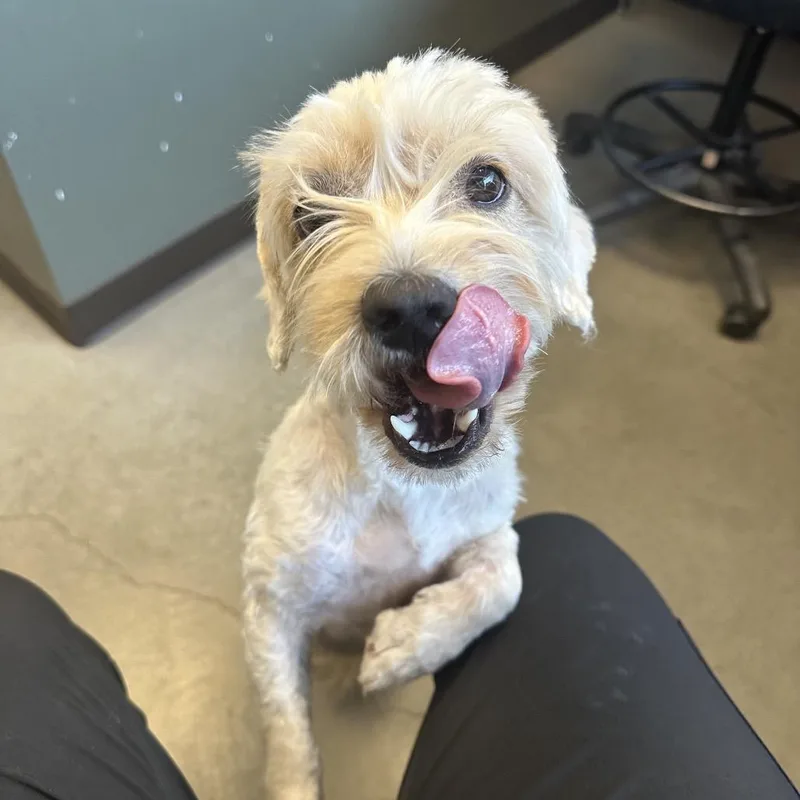 An adult small-sized female Yellow / Tan / Blond / Fawn Cocker Spaniel dog named Tilly for adoption in Rifle, CO