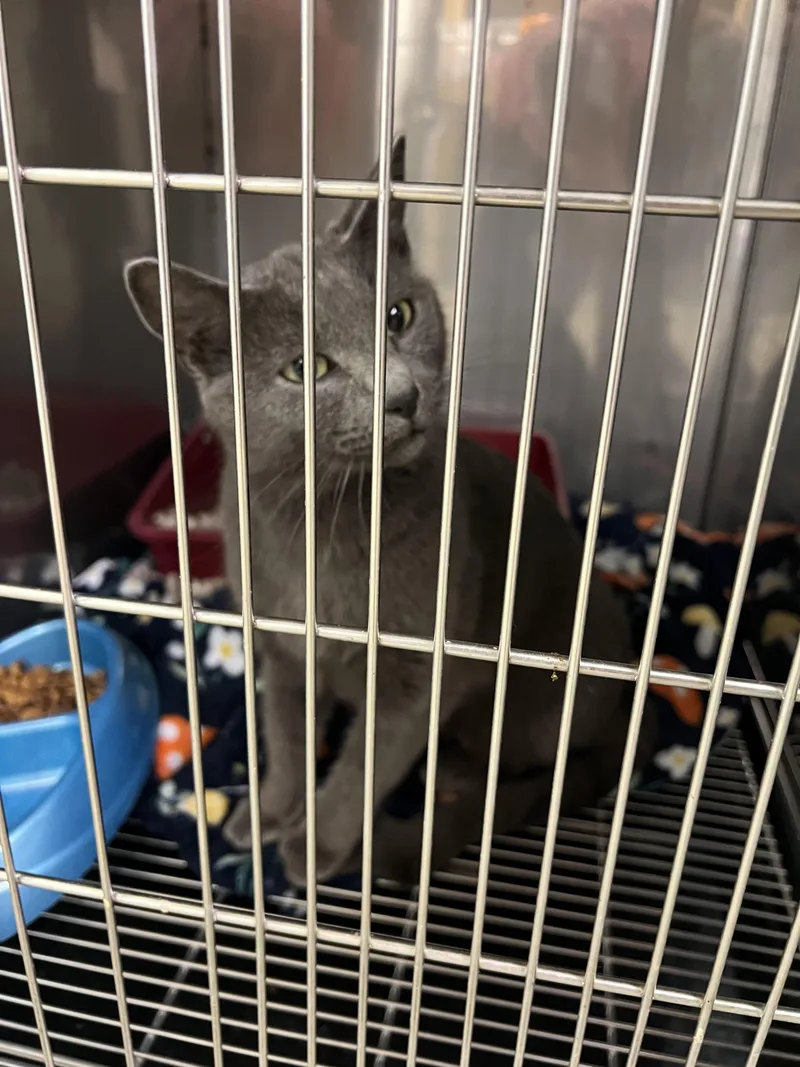 An adult medium-sized female Gray / Blue / Silver Domestic Short Hair cat named Bertha for adoption in Sparta, NC