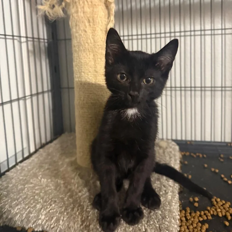 A baby small-sized female Black Domestic Short Hair cat named Myling Carter for adoption in Eagle Mountain, UT