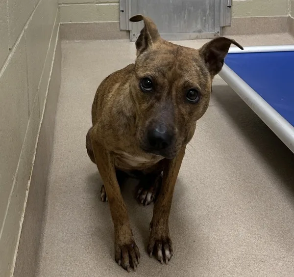 An adult medium-sized female Pit Bull Terrier dog named 22904 for adoption in Covington, GA
