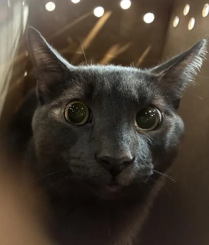 An adult medium-sized male Domestic Short Hair cat named Harry for adoption in West Chester, PA