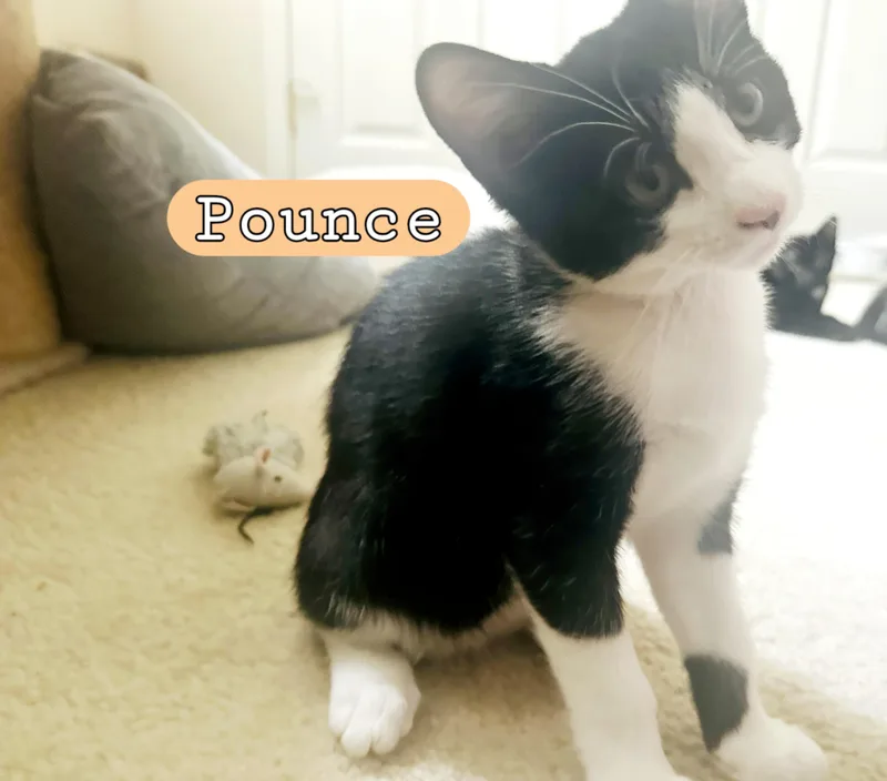 Pounce thumbnail 2