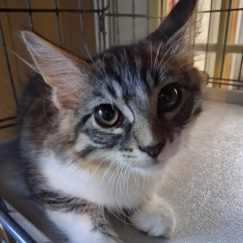 A baby small-sized male Brown / Chocolate Domestic Short Hair cat named Knox for adoption in Marion, IL
