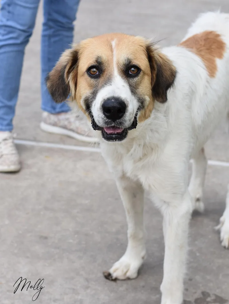 A young large-sized female White / Cream Great Pyrenees dog named Molly for adoption in Conroe, TX