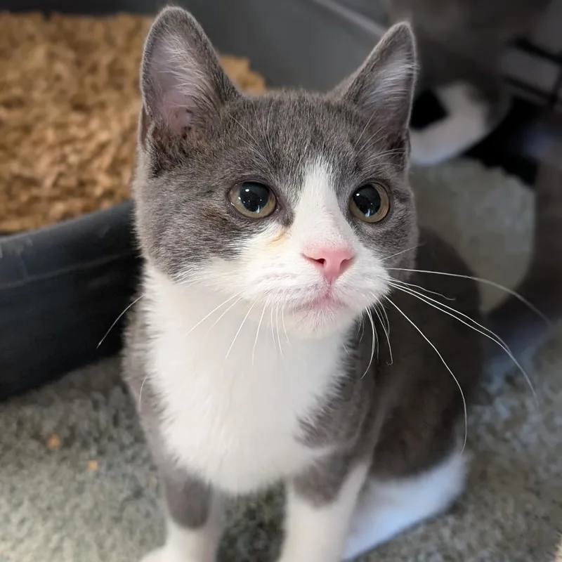 A baby small-sized female Gray / Blue / Silver Domestic Short Hair cat named Tumble for adoption in Thomaston, ME
