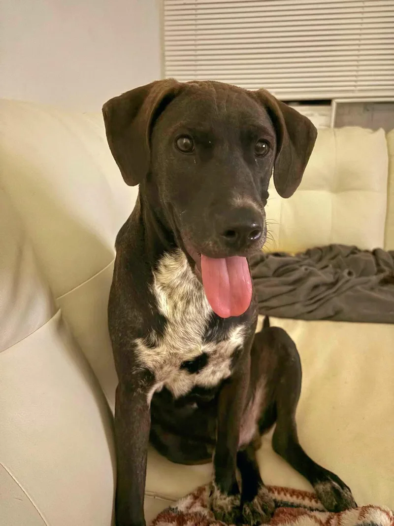 Brayden "dog & Cat thumbnail 2