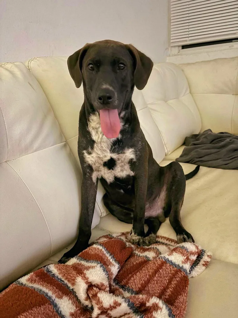 Brayden "dog & Cat thumbnail 3