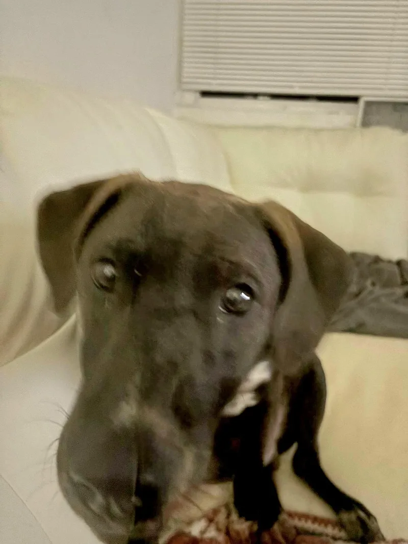 Brayden "dog & Cat thumbnail 4