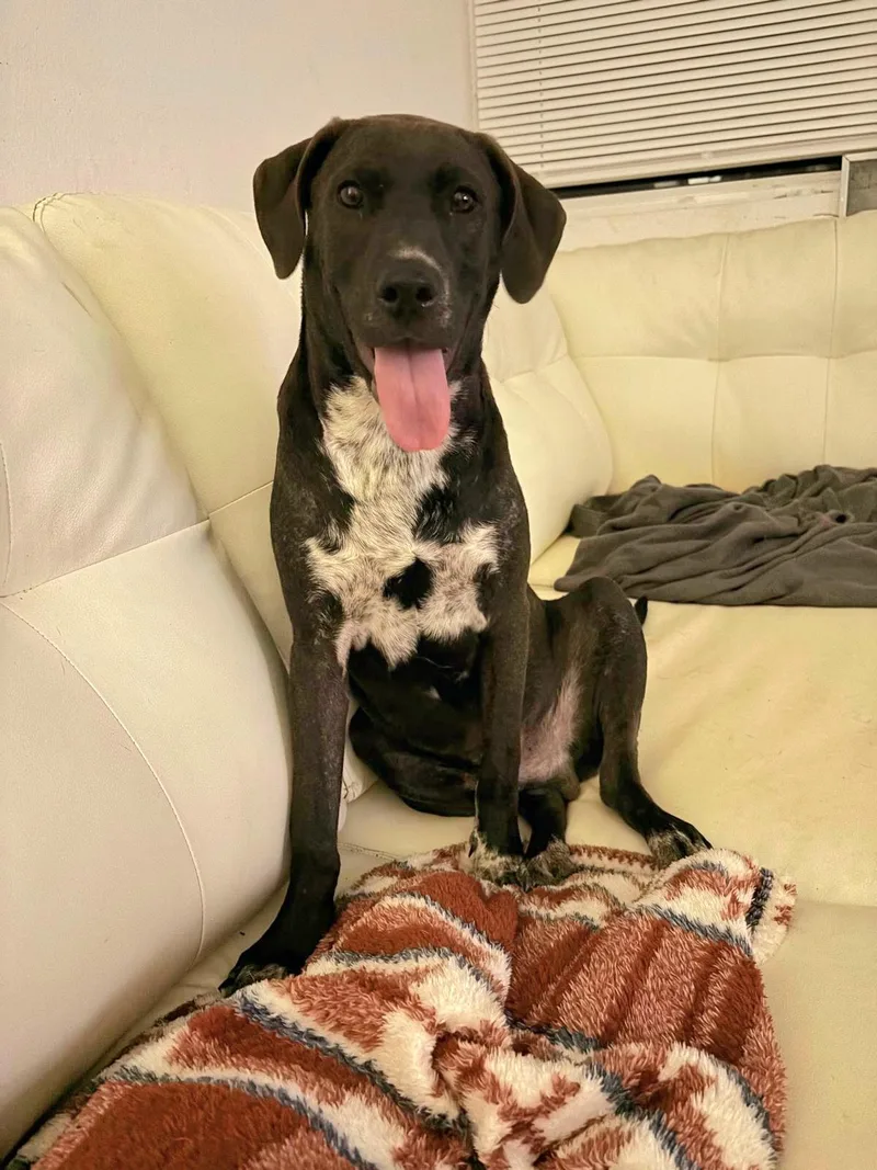 Brayden "dog & Cat thumbnail 5