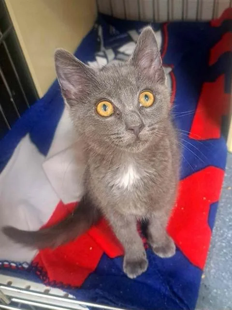 A baby small-sized male Domestic Short Hair cat named Plop for adoption in Easton, MD