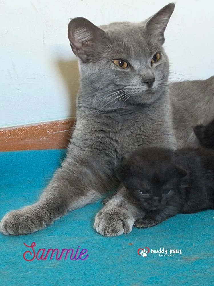 A baby small-sized female Gray / Blue / Silver Domestic Short Hair cat named Mama of Storm Survivors: for adoption in Council Bluffs, IA