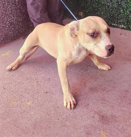A baby medium-sized female Yellow / Tan / Blond / Fawn Pit Bull Terrier dog named 60997084 for adoption in El Paso, TX