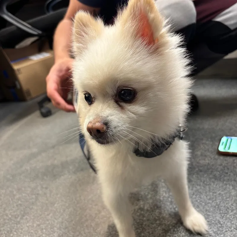 An adult small-sized male Shih Tzu dog named LVHStray for adoption in Allentown, PA