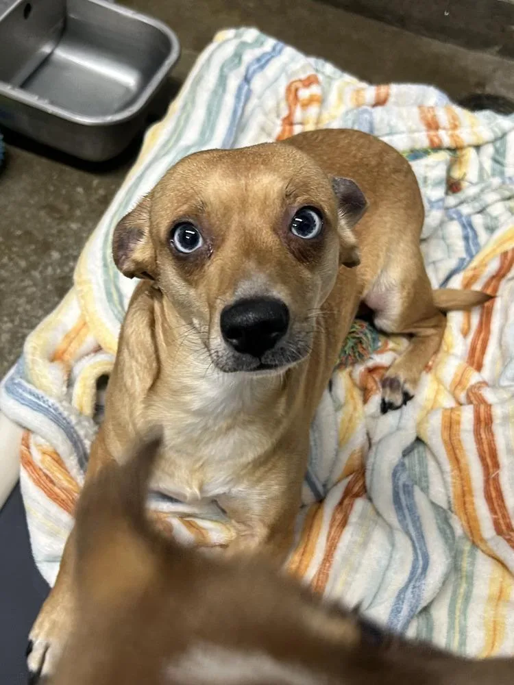 An adult small-sized female Brown / Chocolate Chihuahua dog named Piper for adoption in Evansville, IN