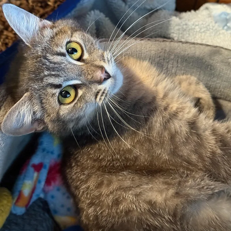 A young medium-sized female Tabby (Gray / Blue / Silver) Domestic Short Hair cat named Judy for adoption in Kent, WA