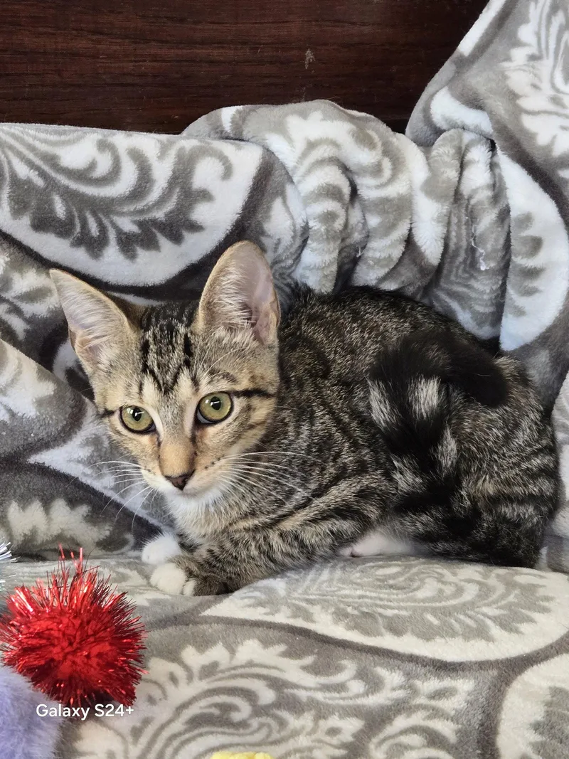 A young medium-sized female Domestic Short Hair cat named Kelly for adoption in Pompano Beach, FL