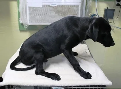 A baby medium-sized male Labrador Retriever dog named Rhett for adoption in Picayune, MS