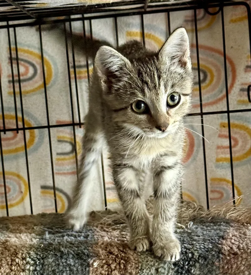 A baby small-sized female Tabby (Gray / Blue / Silver) Domestic Short Hair cat named Daisy for adoption in Johnson City, TN