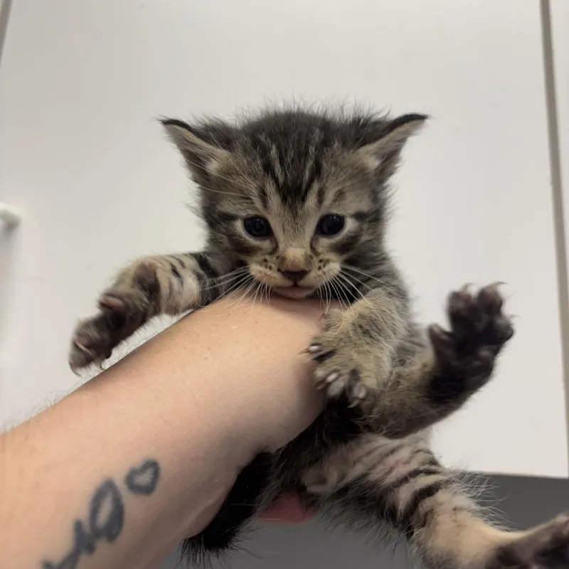 A baby small-sized male Brown / Chocolate Domestic Short Hair cat named Waffles for adoption in Spokane, WA