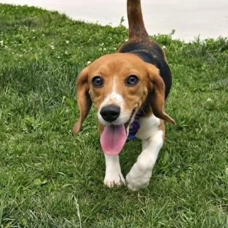 Penny