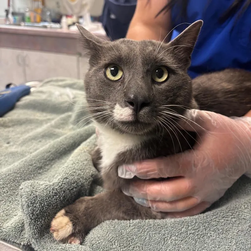 An adult large-sized male Gray / Blue / Silver Domestic Short Hair cat named Jafar for adoption in Newark, NJ