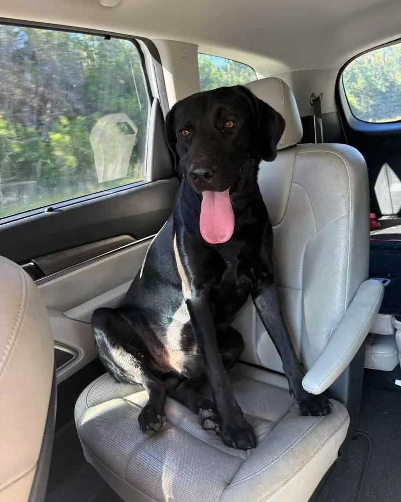 A young large-sized male Labrador Retriever dog named Gunner for adoption in Panama City, FL