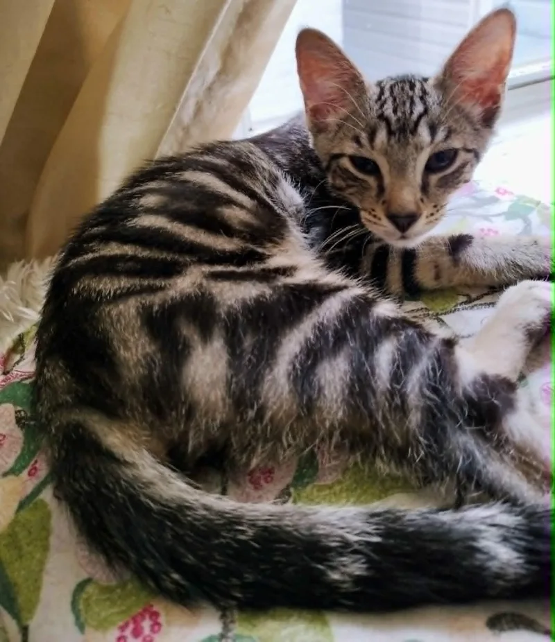 A baby medium-sized male Tabby cat named Wee Bairn for adoption in Brooklyn, NY