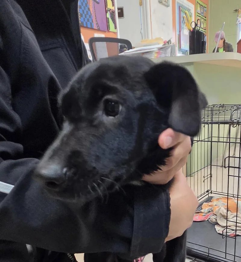 A baby medium-sized female German Shepherd Dog dog named Indy for adoption in Burnsville, NC