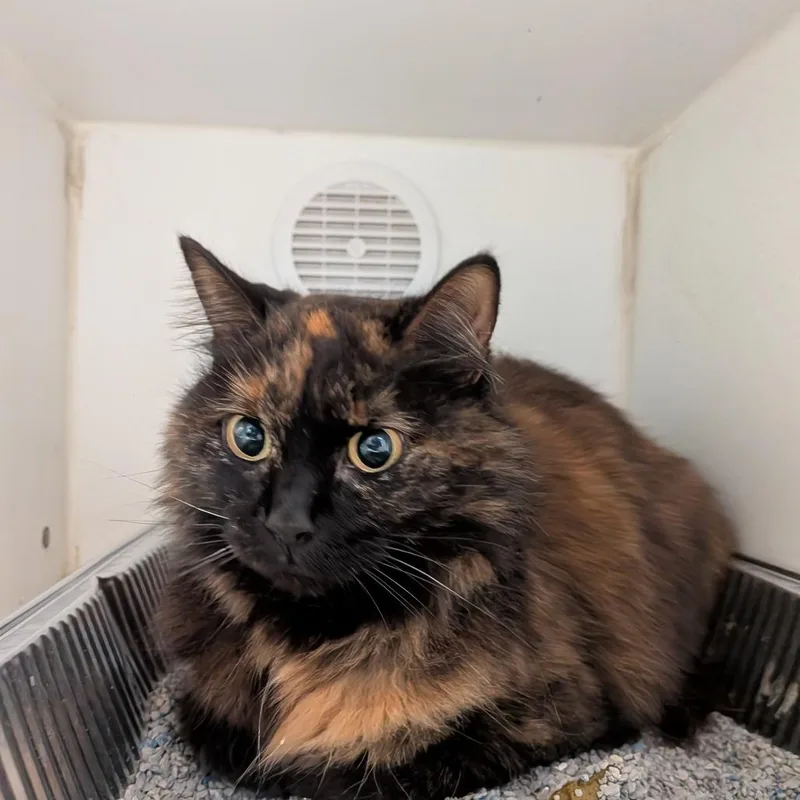 An adult medium-sized female Domestic Long Hair cat named Norma for adoption in Dearborn, MI