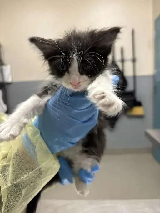 A baby small-sized female Domestic Short Hair cat named Sofia for adoption in Las Vegas, NV